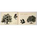 JANUSZEWSKA H. - Wiórki. Ilustr. H. Gutsche. 1953