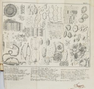 ŠICHOVSKY I. I. - Kratkaja botanika. Kurs gimnnazičeskij...1860