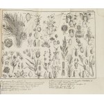 ŠICHOVSKIJ I. I. – Kratkaja botanika. Kurs gimnnazičeskij...1860
