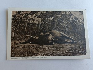 POSTCARD NORTHERN RHODESIA ZAMBIA, SLAUGHTERED RODEO ELEPHANT, CATHOLIC MISSIONS