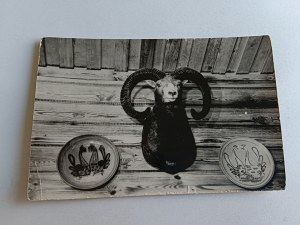 POSTCARD PRL DUSZNIKI ZDRÓJ SCHRONISKO MUFLON, SMALL EDITION