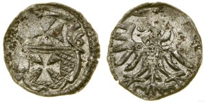 Poland, denarius, 1556, Elbląg