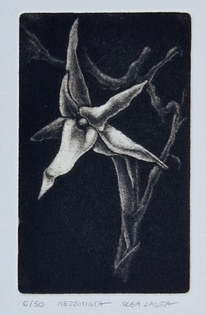 Lasota Olga, Untitled