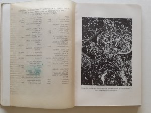 BEEBE William - IN THE DEADHEADS OF THE OCEAN THE LIFE OF SOUTHERN WATERS with 51 illustrations Bibljoteka Wiedzy Volume 5
