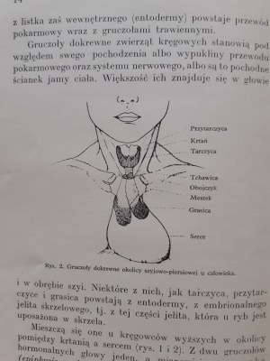 GIERSBERG H.- HORMONS with 45 illustrations Bibljoteka Wiedzy Volume 44