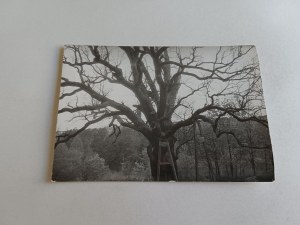 PHOTO ZAGNAŃSK OAK BARTEK