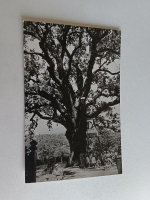 POSTCARD BARTEK LEGENDARY OAK BARTEK, STAMP