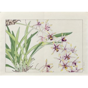 Tanigami Konan (1879-1928), Laelia, published by Unsodo, Kyoto/Japan, 1917.