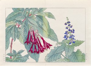 Tanigami Konan (1879-1928), Fuchsia, published by Unsodo, Kyoto/Japan, 1917.