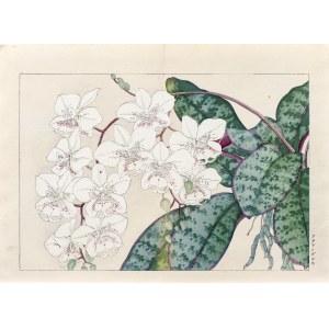 Tanigami Konan (1879-1928), Falenopsis - orchid, Unsodo Publishing House, Kyoto/Japan, 1917.