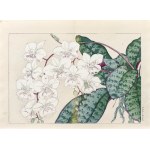 Tanigami Konan (1879-1928), Falenopsis - orchid, Unsodo Publishing House, Kyoto/Japan, 1917.