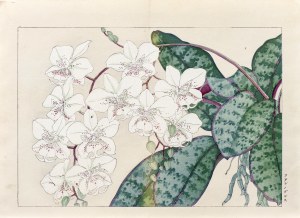 Tanigami Konan (1879-1928), Falenopsis - orchidea, wyd. Unsodo, Kioto/Japonia, 1917 r.