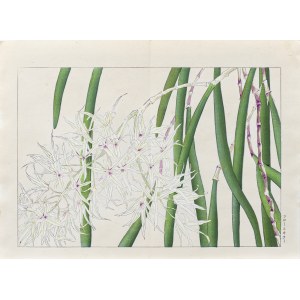 Tanigami Konan (1879-1928), Laelia Orchidea, published by Unsodo, Kyoto/Japan, 1917.