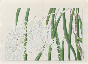 Tanigami Konan (1879-1928), Laelia Orchidea, wyd. Unsodo, Kioto/Japonia, 1917 r.