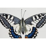 Karolina Marcol (ur. 1984, Wodzisław Śląski), Paź królowej z cyklu Butterfly by Caro, 2020