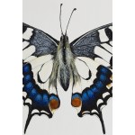 Karolina Marcol (ur. 1984, Wodzisław Śląski), Paź królowej z cyklu Butterfly by Caro, 2020