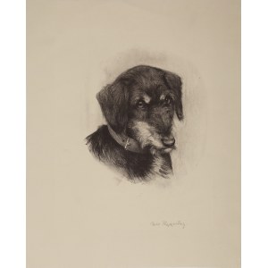 Carl KAPPSTEIN (1869-1933), Jamnik szorstkowłosy, pocz. XX w.