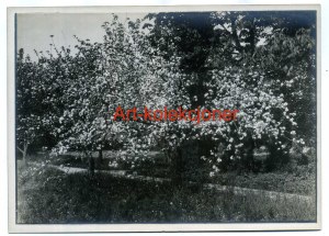 Stanica - Haltauf gm.Przeworno - Palace area