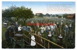 Zielona Góra - Grunberg - Plantation