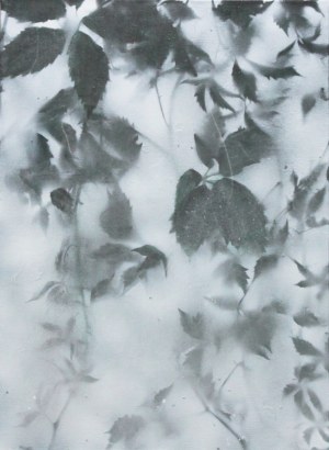 Ewa KOZERA (b. 1993), Grapevine, 2019