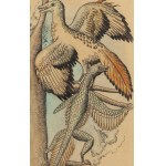 Kazimierz Mikulski (1918 Kraków - 1998 Kraków), Bestiarium - zestaw 5 ilustracji do czasopisma Przekrój, 1953