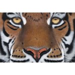 Paulina Wróblewska (ur. 1991, Poznań), Asur z cyklu Wild Cats, 2025