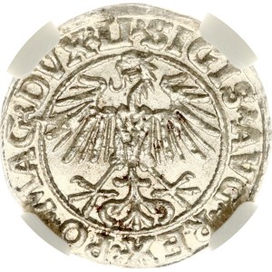 Lithuania Polgrosz 1549 Vilnius NGC MS 62