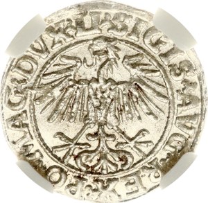 Lithuania Polgrosz 1549 Vilnius NGC MS 62