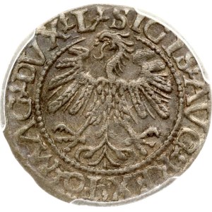 Lithuania Polgrosz 1559 Vilnius (RR) PCGS MS 63