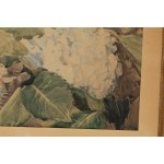 Maria Blomberg-Mrozowska (1883 Warszawa - 1956 Warszawa), Hortensje, 1939