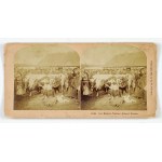 M. Dutkiewicz - A cattle market in the Praga district of Warsaw in an 1897 stereoscopic photograph by Kilburn Brothers.