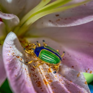 Beetle-shaped brooch, 2nd half of 20th century.