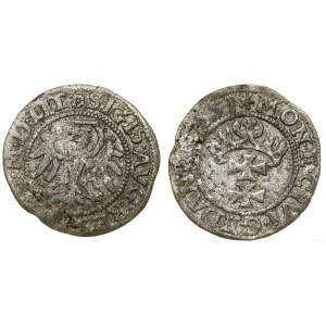 Polska, szeląg, 1551, Gdańsk