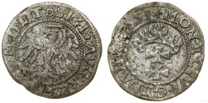 Poland, sheląg, 1551, Gdansk