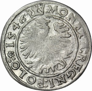 Sigismund I the Old, 1546 ST penny, Cracow