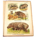 SCHLEYER- ATLAS ZWIERZĄT 30 tablic barwnych 1923