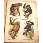 SCHLEYER- ATLAS ZWIERZĄT 30 tablic barwnych 1923