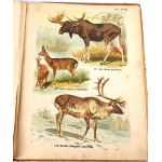 SCHLEYER- ATLAS ZWIERZĄT 30 tablic barwnych 1923