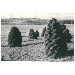 SUWALSZCZYZNA. Kopki torfowe, 1971 r.