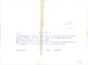 LUCYNÓW (Siedlce Province). Field work, 1975.