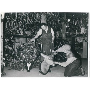 SEUBELSDORF. Skład rogów jelenich, 1960 r.