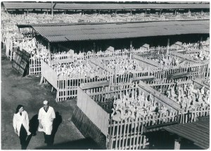 IŁAWA. Poultry Plant, 1973.