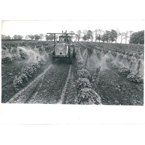 SMYKÓWKO (pow. Ostróda). Szkółka Drzewek i Krzewów Owocowych, 1977 r.