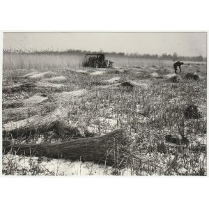 ZALEW WIŚLANY. Mechaniczny zbiór trzciny, 1972 r.