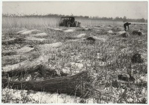 VISTA LAKE. Mechanical reed harvesting, 1972.