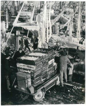 GDYNIA. Unloading fish, 1960.