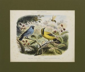 J. DELARUE, The bluebird and the cacique, 1873