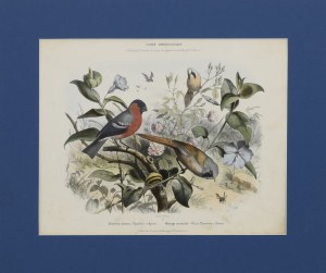 J. DELARUE, Gil and the snipe tit 1873