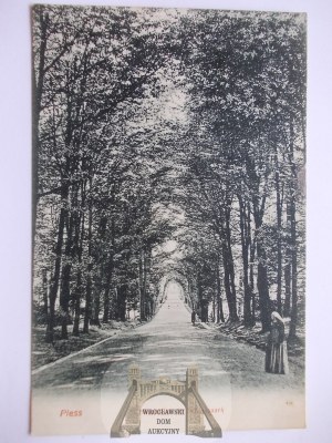 Pszczyna, Pless, alley in the park, 1908
