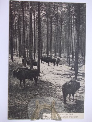 Pszczyna, Pless, forests, bison, 1912